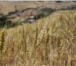 مبارزه با بیماری‌های گندم و جو در ۵۳۴ هزار هکتار زمین زراعی