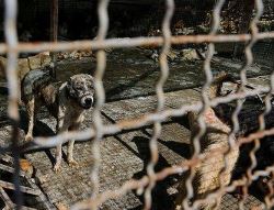 عقیم‌سازی سگ‌های بی‌پناه ارومیه در مجهزترین پناهگاه حیوانات شمال غرب کشور