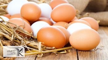 نرخ هر شانه تخم‌مرغ درب مرغداری ۳۶ هزار تومان