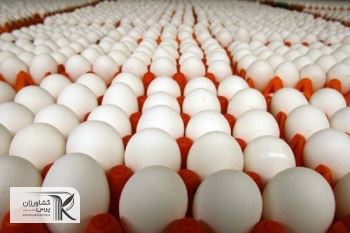 چه مساله‌ای مانع دسترسی شاهرودی‌ها به تخم‌مرغ با قیمت تنظیم بازار است؟
