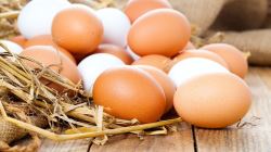 نرخ هر شانه تخم‌مرغ درب مرغداری ۳۶ هزار تومان