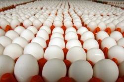 چه مساله‌ای مانع دسترسی شاهرودی‌ها به تخم‌مرغ با قیمت تنظیم بازار است؟
