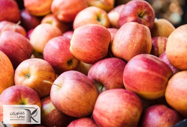  ۵۸ هزار تن سیب صنعتی از باغداران خرید تضمینی شد