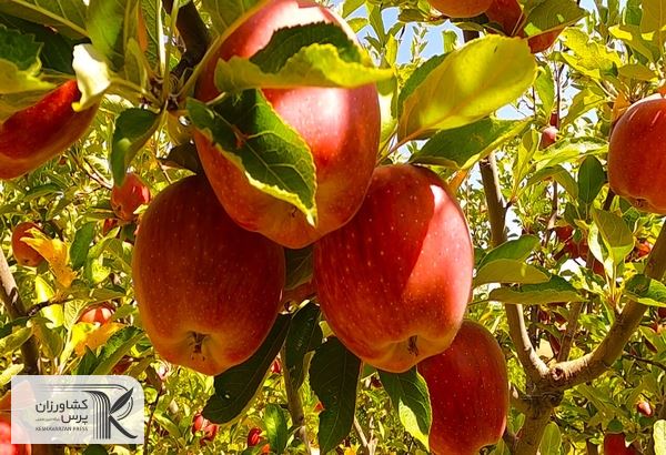 رفع ممنوعیت صادرات فلفل و سیب درختی ایران به روسیه تا یک ماه آینده
