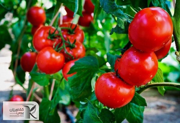  تولید انبوه صنعتی سن شکارگر برای کنترل سفیدبالک و توتا گوجه فرنگی