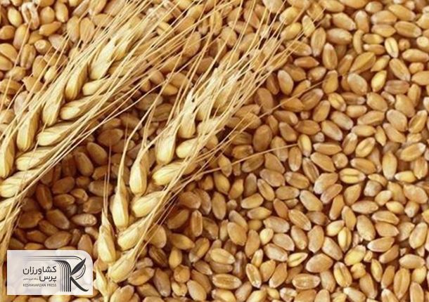 کاهش ذخایر کالاهای اساسی در جهان/گندم در انبارهای هند ته کشید