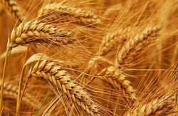 4 برنامه کلیدی دولت در بخش کشاورزی/کشاورزان به خودکفایی گندم چشمک زدند