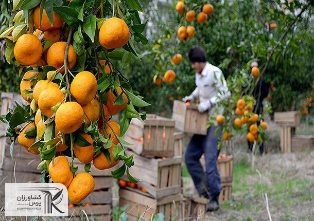 ثبت نام از متقاضیان صادرات مرکبات به چین در وزارت جهاد کشاورزی