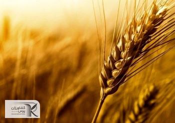 افزایش 5 درصدی قیمت گندم در بازار جهانی/ هر بوشل گندم امروز چند دلار است؟