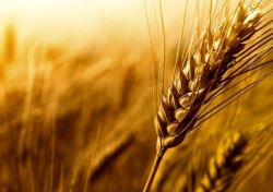افزایش 5 درصدی قیمت گندم در بازار جهانی/ هر بوشل گندم امروز چند دلار است؟