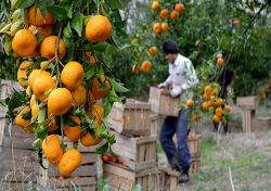 ثبت نام از متقاضیان صادرات مرکبات به چین در وزارت جهاد کشاورزی