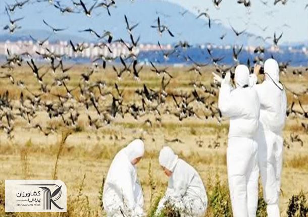هیچ کانونی از شیوع بیماری آنفلوانزای فوق حاد پرندگان گزارش نشده است
