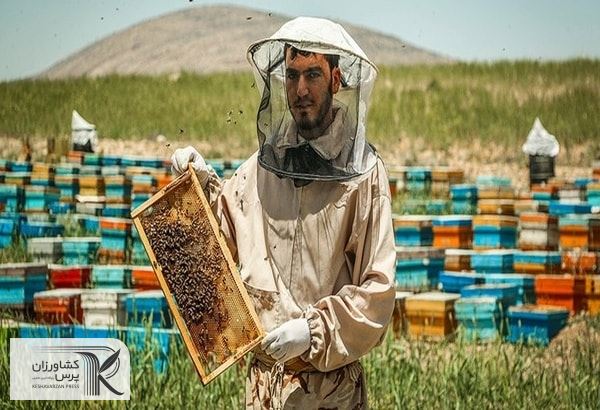 20 هزار تن شکر حمایتی به زنبورداران اختصاص یافت