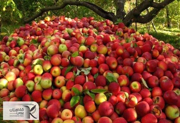 سیب ایرانی صدای کشاورزان هندی را درآورد