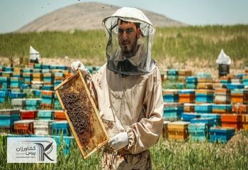 20 هزار تن شکر حمایتی به زنبورداران اختصاص یافت