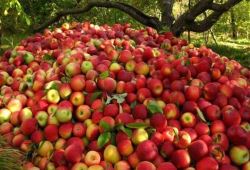 سیب ایرانی صدای کشاورزان هندی را درآورد
