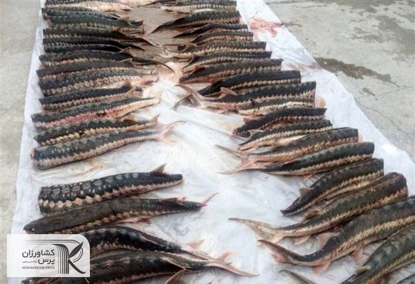 در استان مازندران ۲۲۰۰ تن گوشت ماهیان خاویاری تولید می‌شود