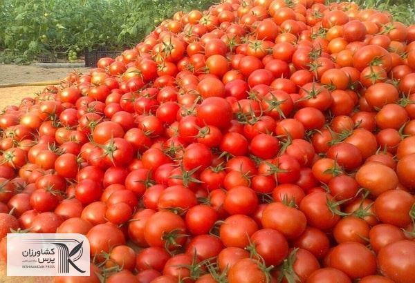 کامیون‌داران و کاهش تمایل آنها به بارگیری محصولات کشاورزی علت گرانی گوجه فرنگی 