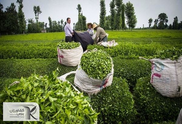 هر کیلوگرم برگ سبز چای درجه یک در سال ۱۴۰۱ با قیمت ۹ هزار و ۲۰۰ تومان خریداری می‌شود