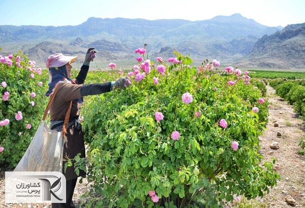 حدود پنج هزار نفر باغدار گل محمدی در کاشان اشتغال دارند