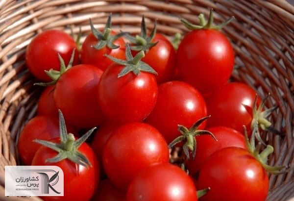 تنظیم قیمت گوجه فرنگی از طریق ایجاد تعادل در صادرات و افزایش هزینه حمل