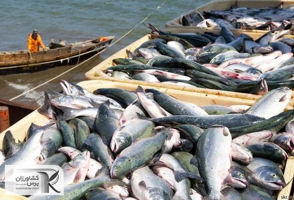 مشکلات همه واحدهای راکد پرورش ماهی استان همدان در حال بررسی