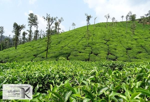 نرخ چای در سال جاری حدود 10 تا 60 درصد افزایش پیدا کرده