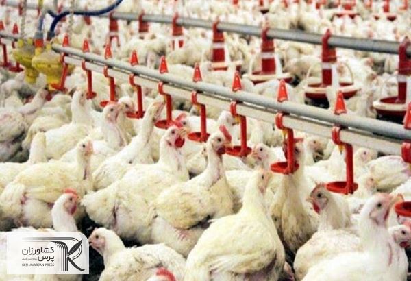 تولید کنندگان مرغ کمبود نقدینگی دارند/دولت به تولید کنندگان  کارت اعتباری بدهد