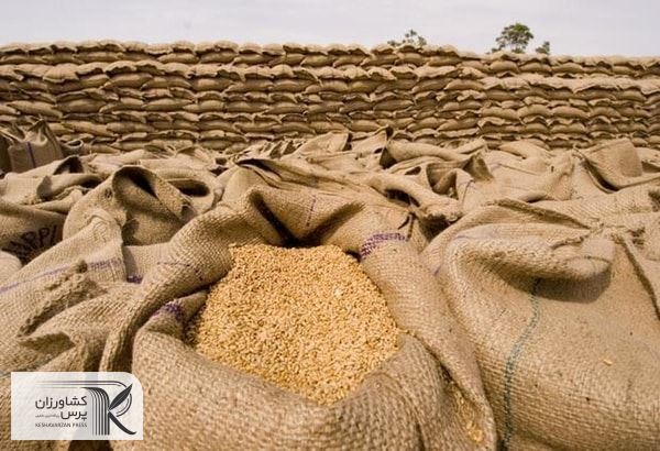 قیمت گندم  به ۷۰۰ دلار در هر تن در سال جاری میلادی می‌رسد