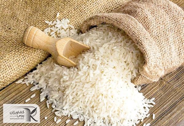 تقاضا برای خرید برنج روند صعودی به خود گرفته