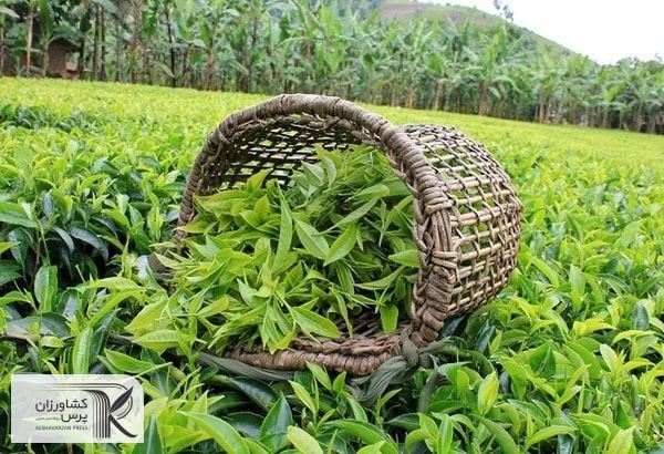۱۴هزار و ۶۳۵ تن برگ سبز چای از چایکاران خریداری شد