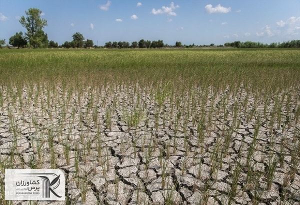 خشکسالی خسارت قابل توجهی به مزارع استان همدان وارد کرد
