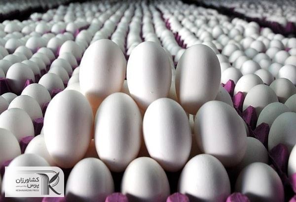 نرخ تخم مرغ افزایش قیمت نخواهد داشت