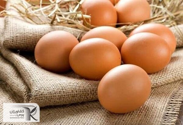 خرید تضمینی تخم‌مرغ را دولت انجام بدهد تا واحدهای تولیدی با خسارت روبه‌رو نشوند