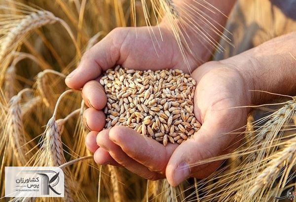 اختصاص 63 درصد کل خرید گندم کشور  به استان خوزستان