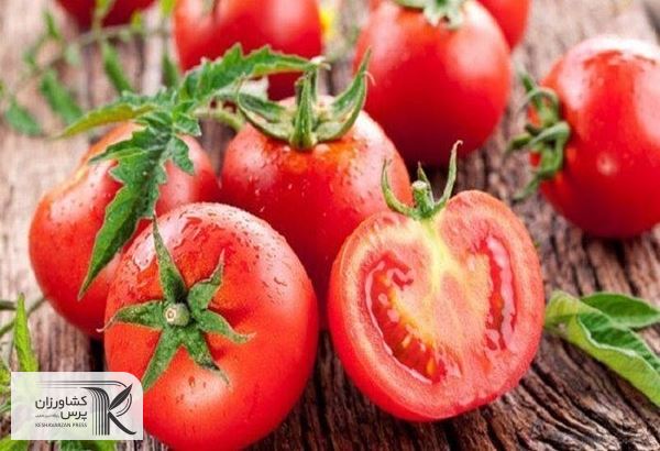 ورود گوجه فرنگی‌های ویرایش ژنی شده با ویتامین دی به بازار