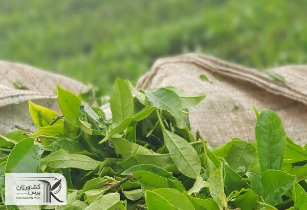 دولت سهم خود را برای خرید برگ سبز چای از هفته آینده پرداخت می کند