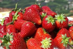 سوء استفاده بسیاری از فروشندگان از عنوان « ارگانیک » برای فروش توت فرنگی