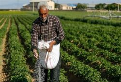 برای اولین‌بار وزارت جهاد کشاورزی برنامه کشت قراردادی با کشاورزان را عملیاتی کرده