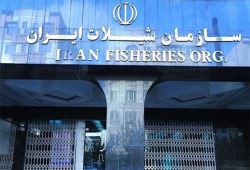 سازمان شیلات ایران  در حال پیگیری "شیلات کارت" برای تامین نهاده‌های تولید آبزیان است