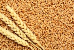برداشت ۱۰ هزار تن گندم از مزارع شهرستان جهرم 