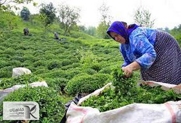 کشاورزان فرصتی یک ماهه برای بیمه باغات چای و شالیزارها دارند