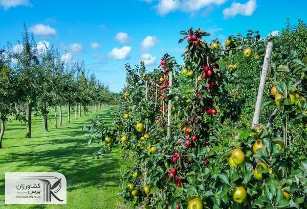 تولیدات باغبانی باید در درختان میوه‌ای که عمر طولانی‌تری دارند صورت گیرد