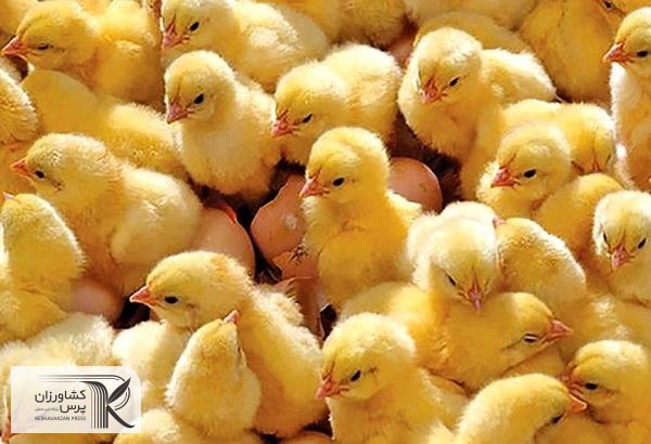 مازاد مرغ تولیدی  خریداری می‌شود