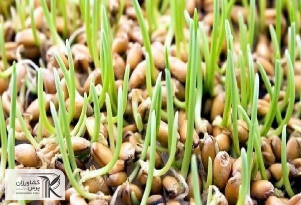 در تولید گندم آبی کشور صددرصد بذر موردنیاز در داخل کشور تولید می‌شود