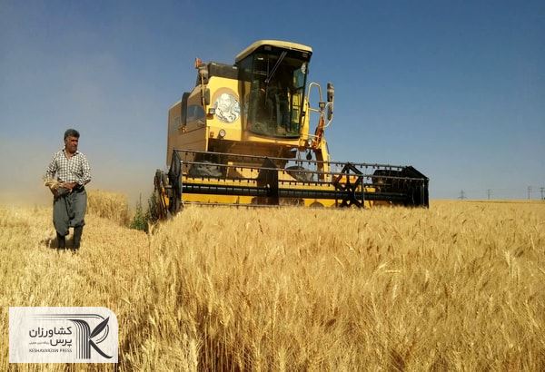 سال زراعی جاری ۶.۵ میلیون تن گندم از کشاورزان خرید تضمینی می‌شود