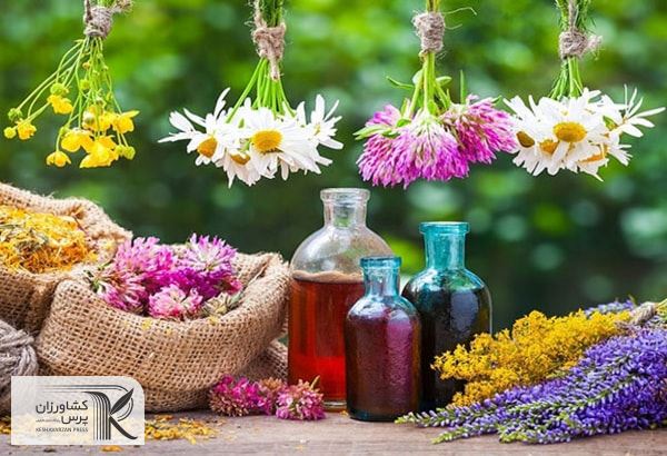 گیاهان دارویی کنار و لوز مؤثرترین گیاهان ازلحاظ میزان مواد فنلی و خاصیت آنتی‌اکسیدانی هستند