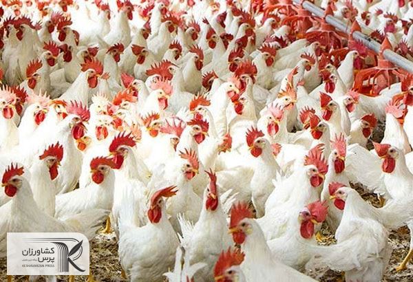 توان خرید مرغ کیلویی 60 هزار تومان برای طیف وسیعی از مردم از بین رفته است