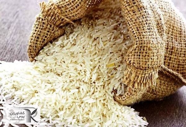 قیمت برنج کاهش پیدا کرده است