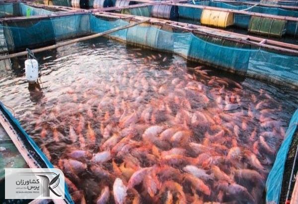 سالانه ۱۱ میلیون قطعه انواع ماهیان زینتی در استان تکثیر و پرورش می‌ یابد